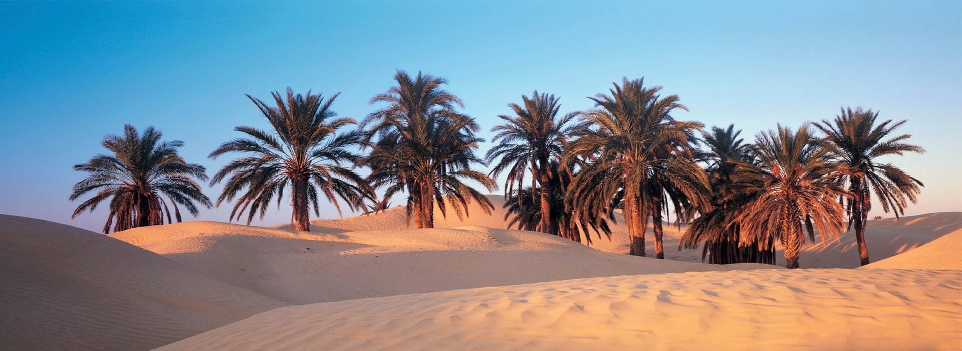 Nouri&Cie | Deglet Nour Tunisia| Major Tunisian dates exporter